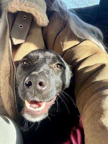 собака боксёр: Собака даром: 1 год, Самка, С прививкой — 4