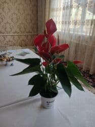 крышка lets go: ХРУСТАЛЬ
ЦВЕТОК
ПРОДАЕТЬСЯ — 6