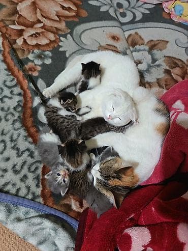 животные кошка: Котята вместе с мамами, 2 кошки молодые и 8 котят. - Помёт — 2