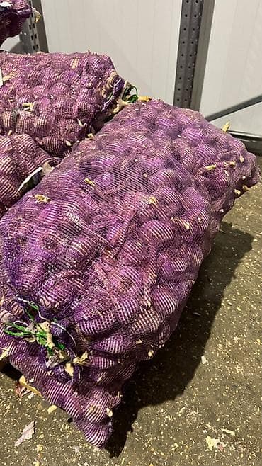 оптовые цены на мясо: Чеснок Оптом — 2