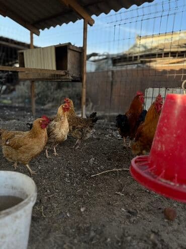 купить чау чау в бишкеке: Продаю | Куры | Домашняя | Несушки — 2