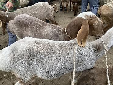 меринос ягнята: Продаю | Ягненок | На забой — 3