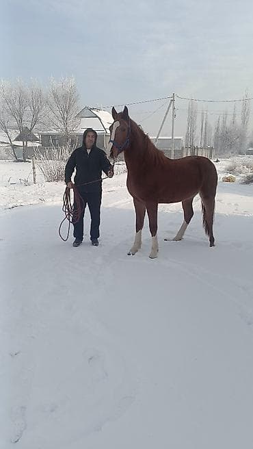 1 жаш тайлар: Сатам | Тай | Аргын | Ат спорту — 5