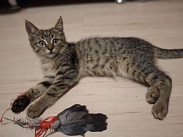 Мышыктар: 2 айлык, Ургаачы, Лотокко барууга үйрөтүлгөн, Курттардан тазаланган — 1