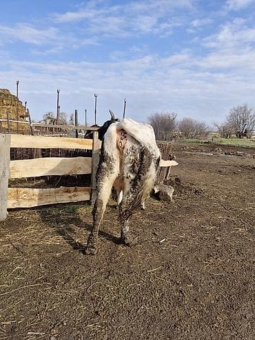 Башка жаныбарлар: Сатам | Уй (ургаачы) | Көбөйтүү үчүн — 2