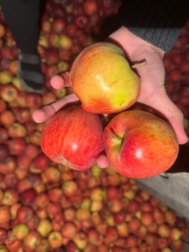 стол письменный б: Яблоки Оптом — 1