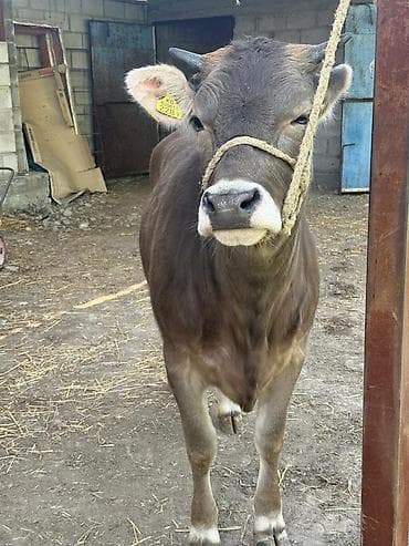 Продаю | Тёлка | Швицкая | На откорм | Племенные