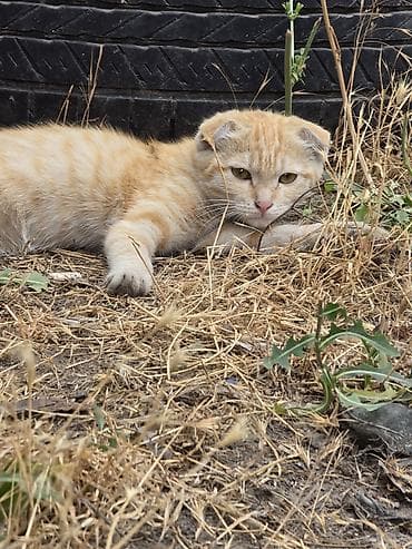 кошки бенгальские: Котята, возможны разные окрасы. На фото представлены: - рыжий котёнок — 1