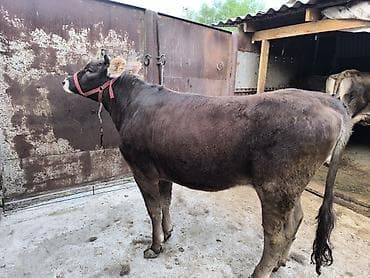 овцы гиссар: Продаю | Бык (самец) | Алатауская | На откорм | Не стельные — 3