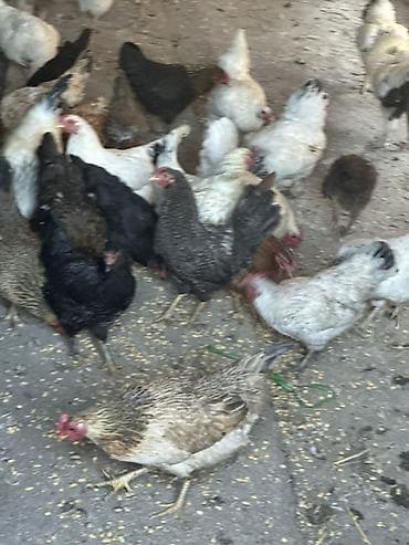 где купить породистых кур: Продаю | Куры, Петух, Цыплята | Кохинхин, Домашняя, Кучинская | На забой, Для разведения, Несушки — 10