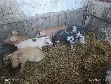 Продаю четверых поросят 1,5 месячных три кабана одна свинка цена по
