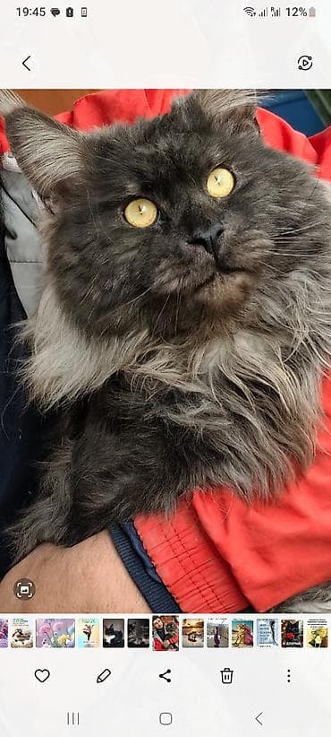 котята город ош: 🐾🐈Предлагаются к ранней брони очаровательные котята мейн-кун — 9