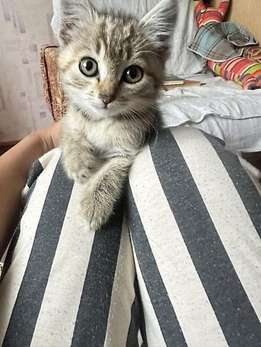 американская жесткошёрстная кошка: Кошка даром: Беспородная, 2 месяца, Девочка, Приучена к лотку — 1