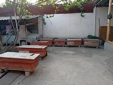 кой кыркан агригат: Пчелиные семьи в лежаках - Тип ульев: деревянные лежаки с верхним — 3