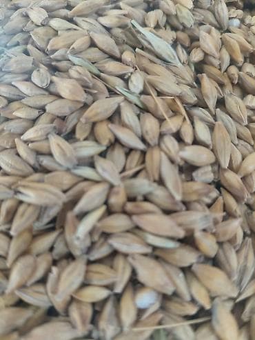 цыплята бролеры: Корма и компоненты для животноводства - Пшеница фуражная — чистое — 5