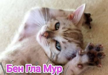 каракол кошки: Бенгальская, 2 месяца, Девочка, Приучена к лотку, Проглистована, С документами — 3