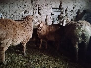 белый баран: 3 козу кочкор 45000сом — 2