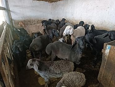 корова дойный: Продаю | Овца (самка) | Для разведения | Матка — 2