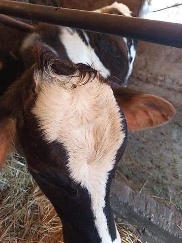 романовский бараны: Продаю | Тёлка | Полукровка | На откорм | Искусственник — 5