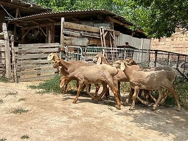 Продаю | Баран (самец) | Арашан | Для разведения | Племенные