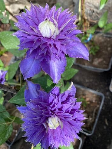 где купить семена павловнии: Продаю клематисы! Большие цветущие кусты. Сорта : - Тудор - Вилл де — 3
