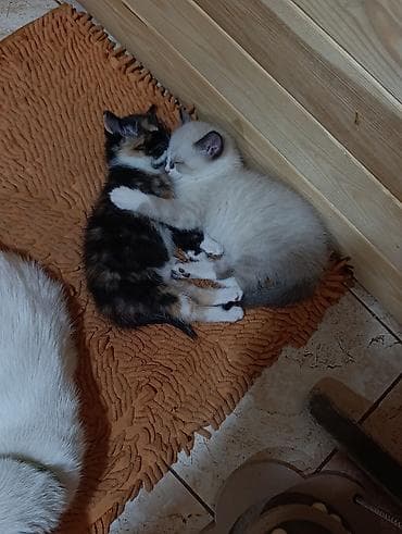 Отдам даром кошку: Кошка даром: Беспородная, 2 месяца, Девочка, Приучена к лотку — 4