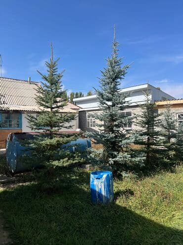 саженцы туя колоновидный: Голубой ель 🌲 
Ухоженные
3 метра и выше — 2