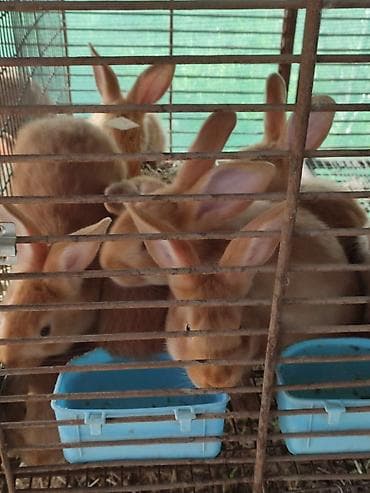 декоративный зайчик: Продаю | Крольчата | Для разведения | Племенные — 3