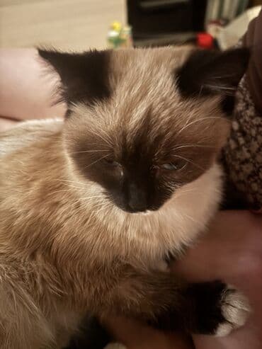 объявления о пропаже животных: Кошка даром: Сиамская, 3 месяца, Девочка, Приучена к лотку, Проглистована — 3