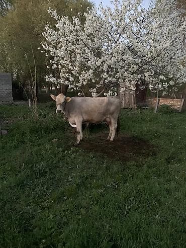 диск пес: Продаю | Корова (самка) | Для молока | После отела — 9