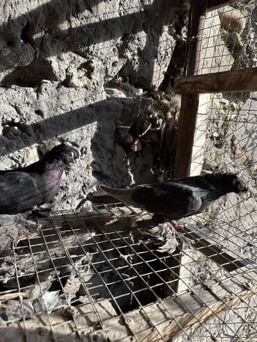 вольеры для собак бу: Продаю голубей!!!! На фото представлены голуби разных пород. Цены на — 33