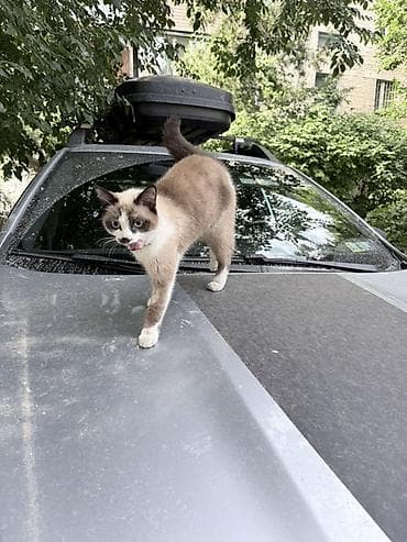 сиамс: Кошка даром: Беспородная, 11 месяцев, Девочка — 5