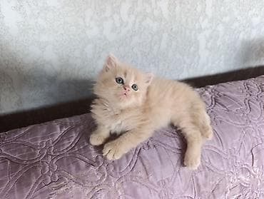 коты город ош: Пушистый кремовый котёнок с голубыми глазами. - Порода: похож на — 4