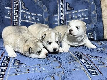 Услуги ветеринара: В продаже, щенки Хаски для раннего бронирования Д/Р 25/01/26. Помёт из — 3