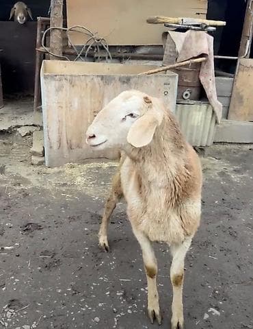 ящик сатылат: Сатам | Кочкор (эркек) | Арашан — 3