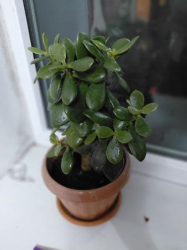 фикус бенджамина: Комнатные растения в горшках 1) Каланхоэ Blossfeldiana (оранжевые — 2