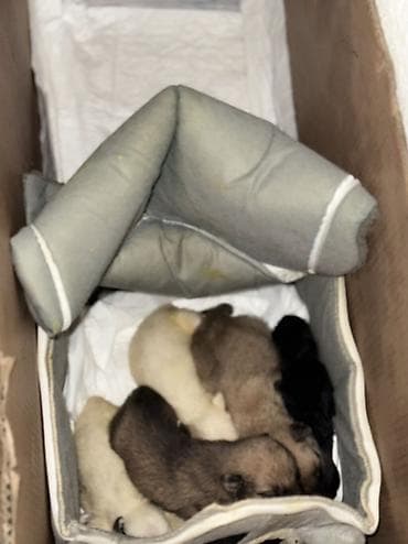 купить щенка кангала: 🐶 Ищут дом 4 щенка! 🏡 Малышей нашли совсем крохами, выброшенными на — 1