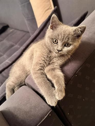 крупные собаки: Британский короткошёрстный котёнок, окрас голубой (solid blue). - — 5