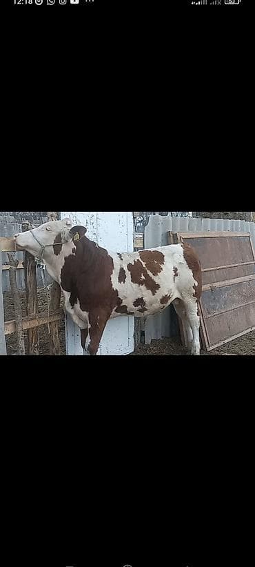 собаки токмок: Сатам | Бука (эркек) | Монбельярд | Көбөйтүү үчүн | Асыл тукумдуу, Жасалма жол менен боозутуу — 2