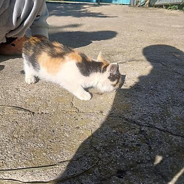 каракол кошка: Отдам котят в хорошие руки. Котята здоровые, к лотку приучены — 4