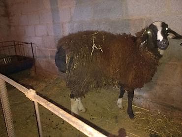 кой сатам: Сатам | Кочкор (эркек) | Союуга, Көбөйтүү үчүн — 5