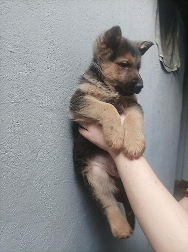 обезьяна домашняя купить: Щенки немецкой овчарки 01.01.26 мальчик и девочка - Порода: немецкая — 4