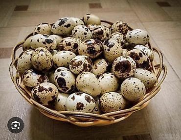 ящик мандаринов цена: Перепелиные яйца бодоно жумурткасы сатылат - Натуральные, в — 1