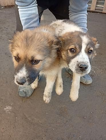 акина ину: Алабай, 3 месяца, Самец, С прививкой — 7