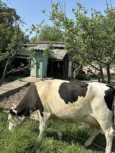 ящик пчела: Продаю | Корова (самка) | Голштин | Для молока | Привязанные — 3