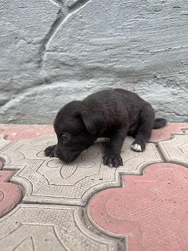 бесплатные шенки: Собака даром: 1 месяц, Самка — 3