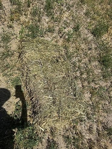 Животные: Сено в тюках (прямоугольные малые тюки). - Состав: луговые травы — 1