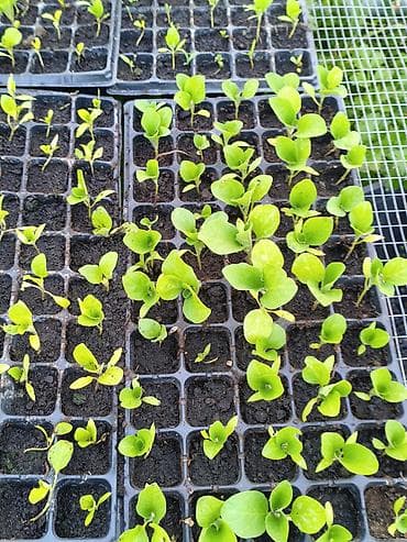 теплицы петуньи: Платная доставка — 4