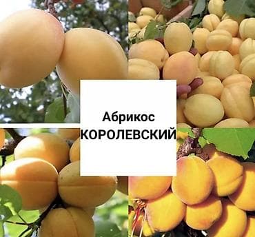 Абрикосы Королевский, Оптом, В розницу