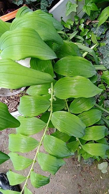 Үй жана бакча: Многолетние декоративные растения для сада обращайтесь в личные — 9